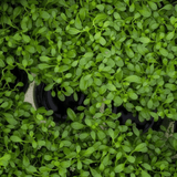 Glossostigma Elatinoides Tissue Culture (Aquascaping Essentials) - The Aquascape Shop