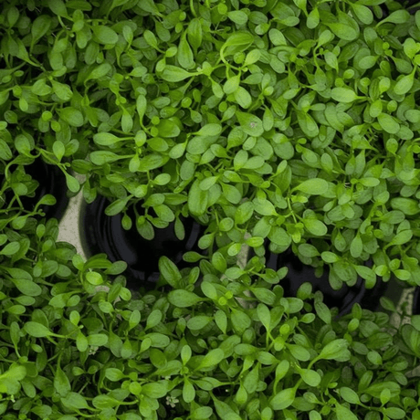Glossostigma Elatinoides Tissue Culture (Aquascaping Essentials) - The Aquascape Shop