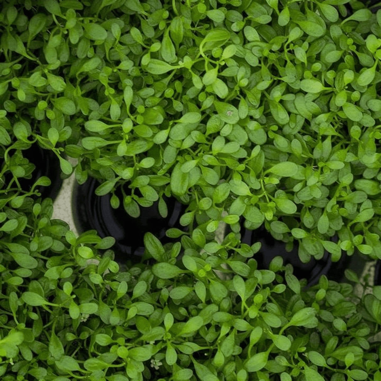 Glossostigma Elatinoides Tissue Culture (Aquascaping Essentials) - The Aquascape Shop