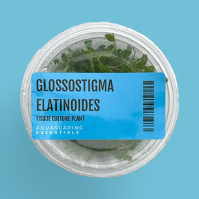 Glossostigma Elatinoides Tissue Culture (Aquascaping Essentials) - The Aquascape Shop