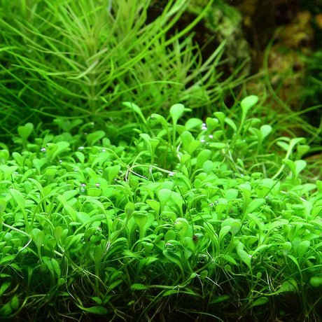 Glossostigma Elatinoides Tissue Culture