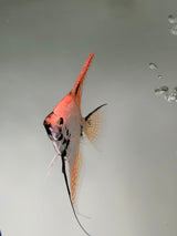 Gold Marble Pearlscale Angelfish - The Aquascape Shop