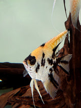Gold Marble Pearlscale Angelfish - The Aquascape Shop