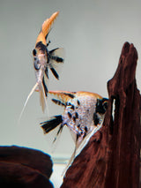 Gold Marble Pearlscale Angelfish - The Aquascape Shop
