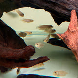 Gold Ocellated Shell - Dweller - The Aquascape Shop