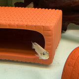 Gold Ocellated Shell - Dweller - The Aquascape Shop