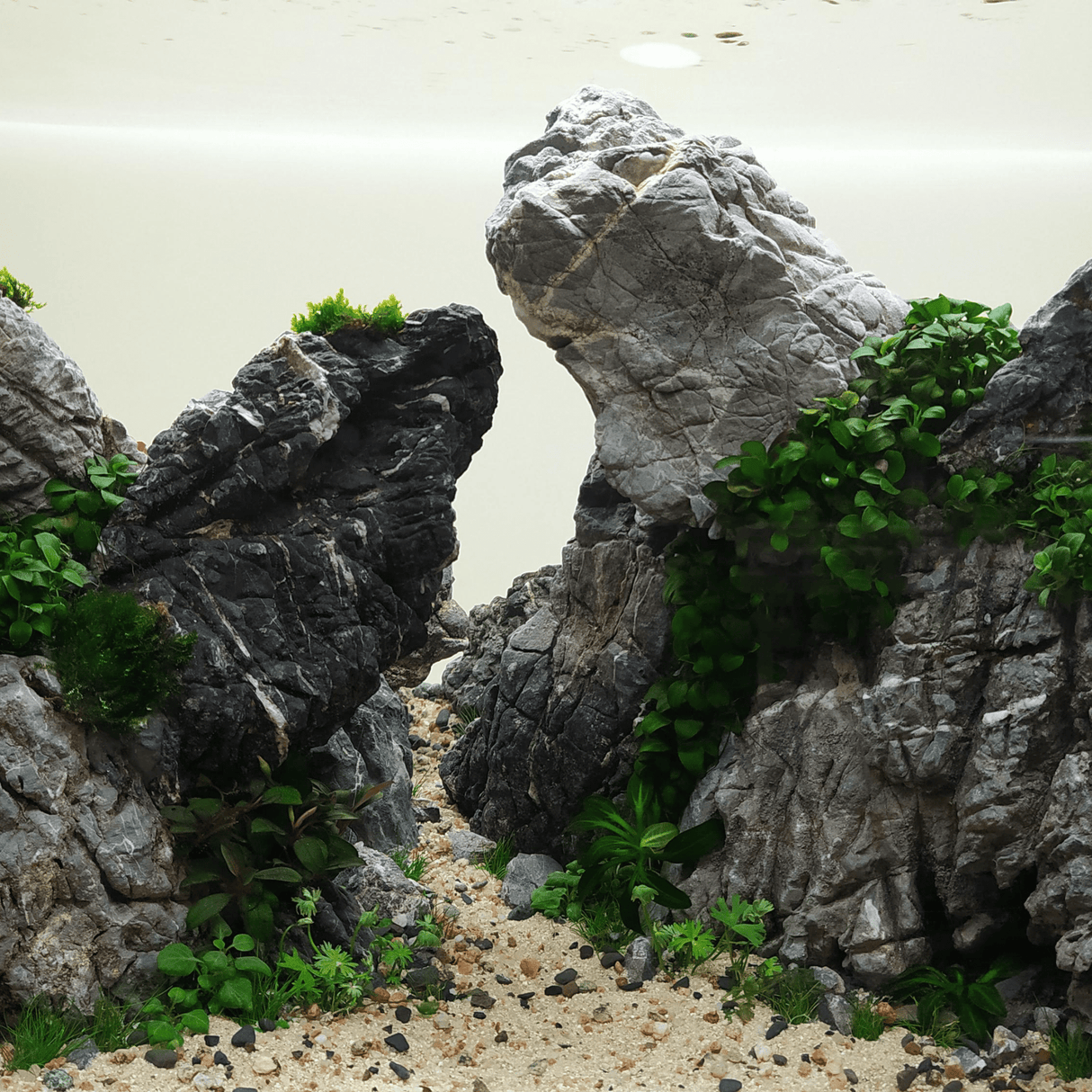 Grey Elephant Skin Rock - The Aquascape Shop
