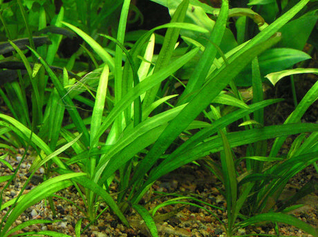 Helanthium Bolivianum 'Latifolius' (Dwarf Sword) - The Aquascape Shop