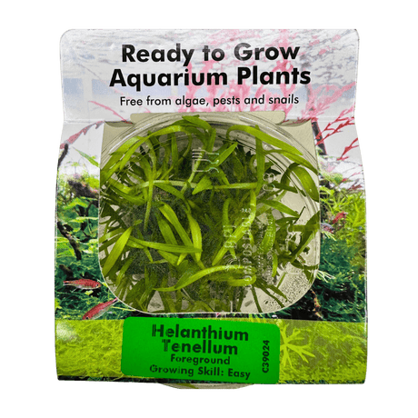Helanthium Tenellum Tissue Culture - The Aquascape Shop