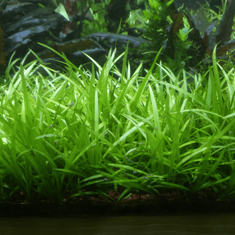 Helanthium Tenellum Tissue Culture - The Aquascape Shop