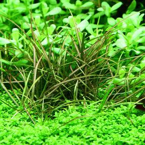 Helanthium Tenellus - The Aquascape Shop
