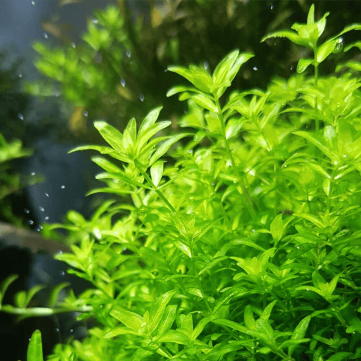 Hemianthus Micranthemoides 'Pearl Weed' - The Aquascape Shop