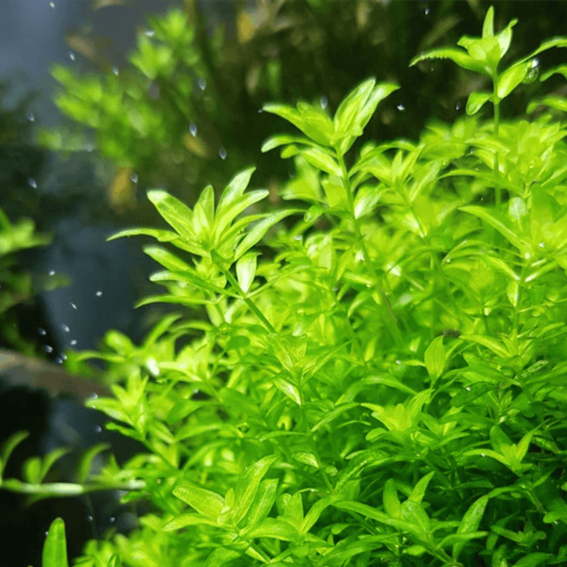 Hemianthus Micranthemoides 'Pearl Weed' - The Aquascape Shop
