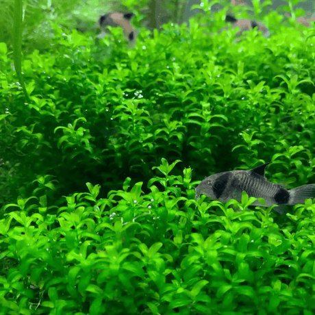 Hemianthus Micranthemoides 'Pearl Weed' - The Aquascape Shop