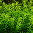 Hemianthus Micranthemoides 'Pearl Weed' - The Aquascape Shop