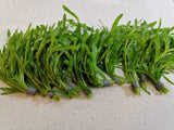 Heteranthera Zosterifolia (Star Grass) - The Aquascape Shop