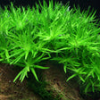 Heteranthera zosterifolia (star grass) with fine bright green leaves growing in an aquarium
