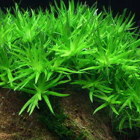 Heteranthera zosterifolia (star grass) with fine bright green leaves growing in an aquarium