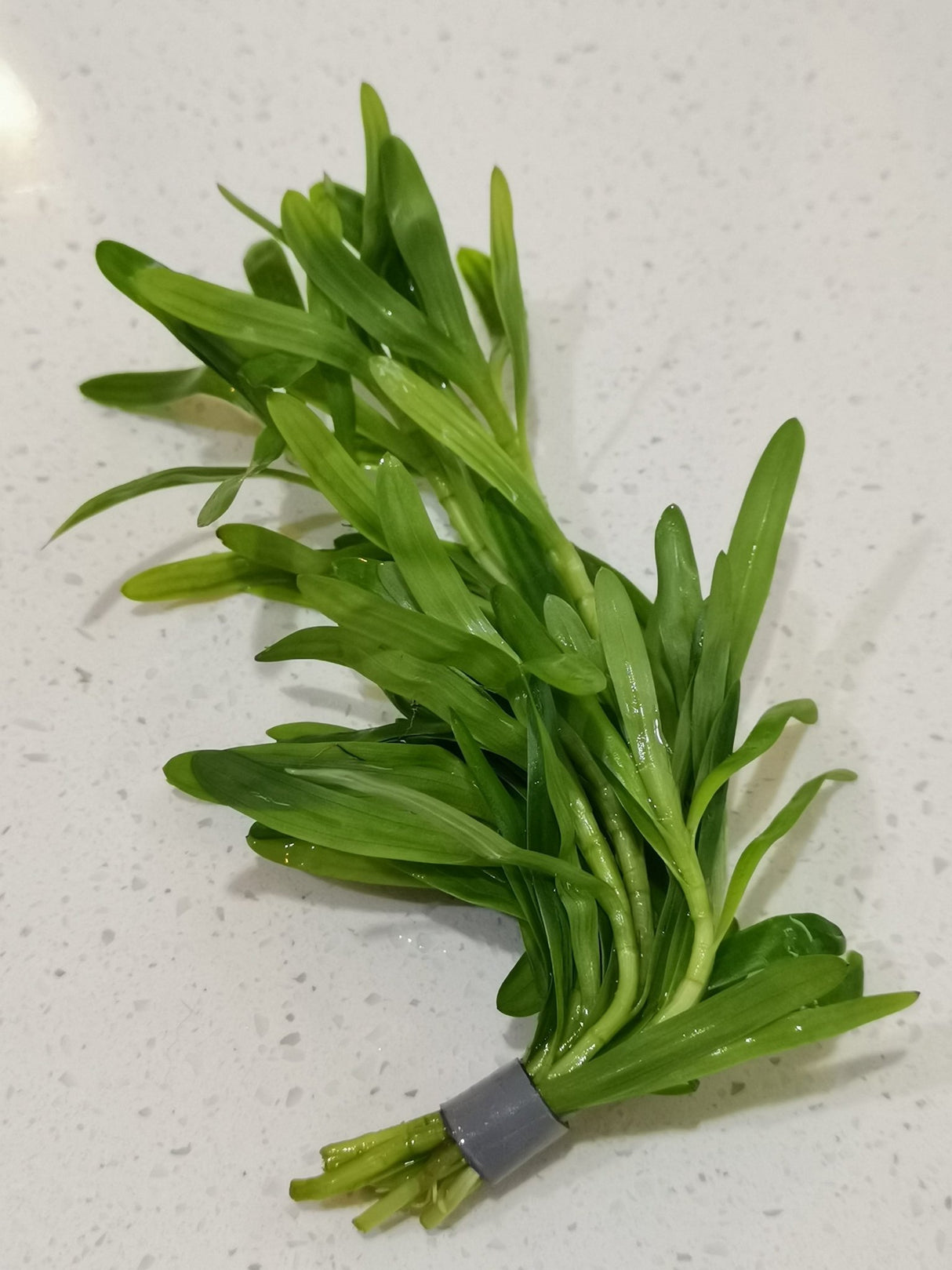 Heteranthera Zosterifolia (Star Grass) - The Aquascape Shop