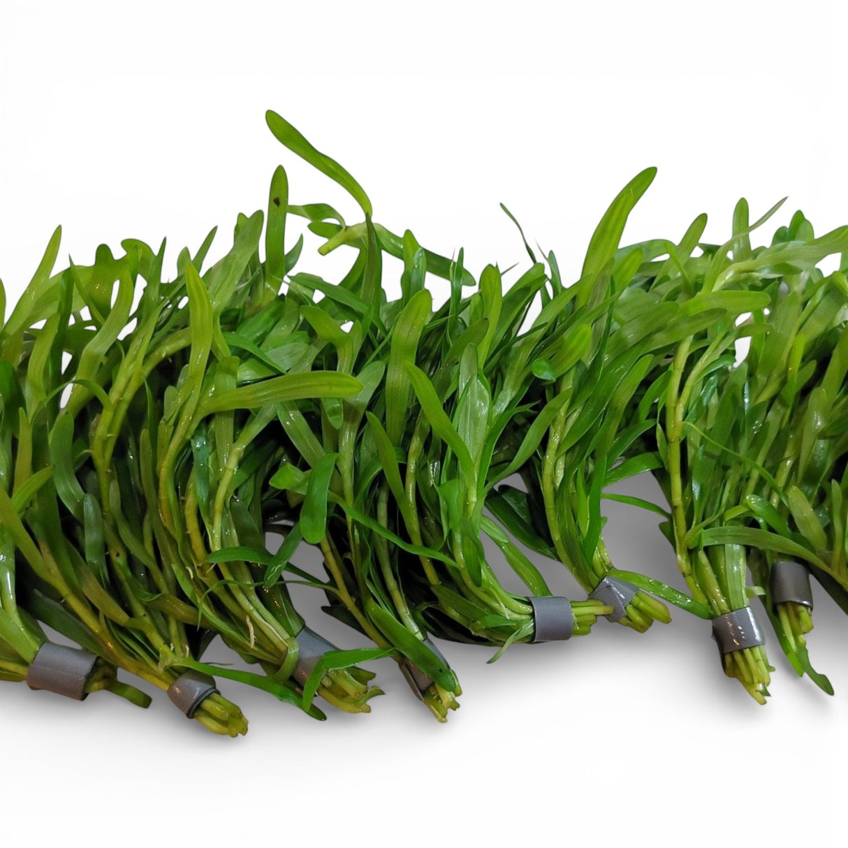 Heteranthera Zosterifolia (Star Grass) - The Aquascape Shop
