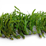 Heteranthera Zosterifolia (Star Grass) - The Aquascape Shop