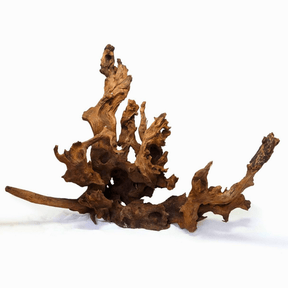 Horn Driftwood - The Aquascape Shop