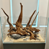 Horn Driftwood - The Aquascape Shop