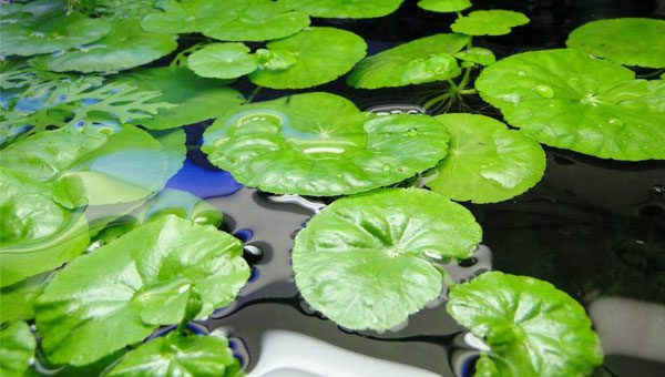 Hydrocotyle Leucocephala - The Aquascape Shop