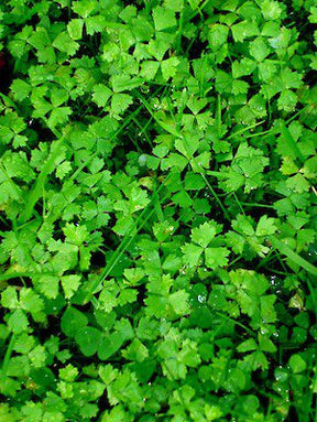 Hydrocotyle Tripartita 'Auckland' - The Aquascape Shop