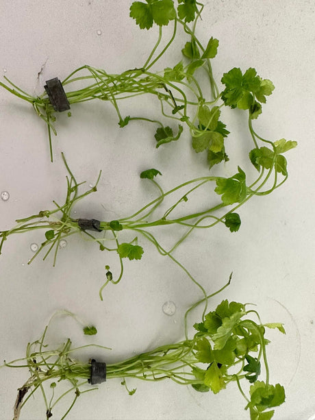 Hydrocotyle Tripartita 'Auckland' - The Aquascape Shop
