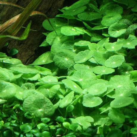 Hydrocotyle Verticillata - The Aquascape Shop