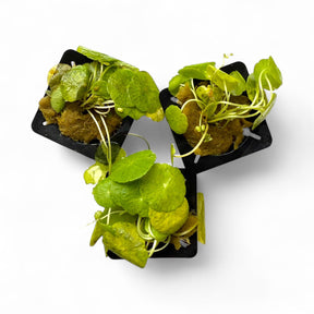 Hydrocotyle Verticillata - The Aquascape Shop