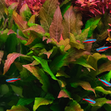 Hygrophila Corymbosa Tissue Culture (Aquascaping Essentials)