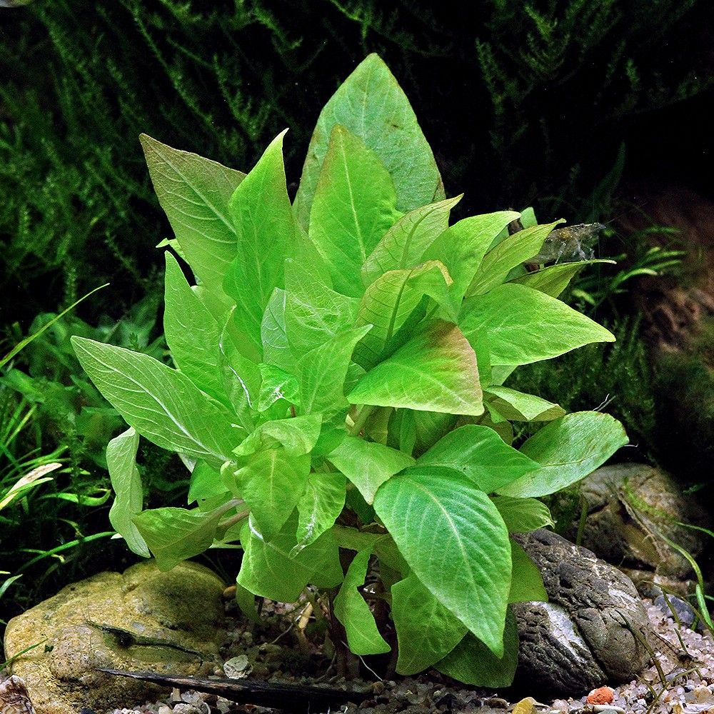 Hygrophila Corymbosa 'C. Stricta' - The Aquascape Shop