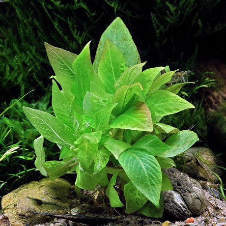 Hygrophila Corymbosa 'C. Stricta' - The Aquascape Shop