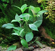 Hygrophila Corymbosa 'C. Stricta' (Cherry Leaf) - The Aquascape Shop