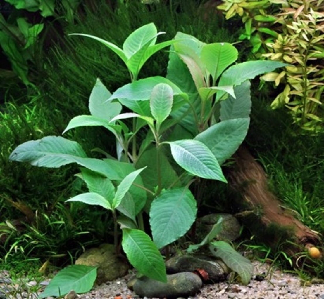 Hygrophila Corymbosa 'C. Stricta' (Cherry Leaf) - The Aquascape Shop
