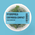 Hygrophila Corymbosa Compact Tissue Culture (Aquascaping Essentials) - The Aquascape Shop