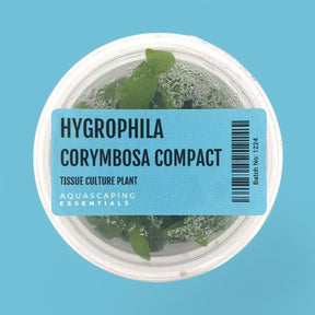 Hygrophila Corymbosa Compact Tissue Culture (Aquascaping Essentials) - The Aquascape Shop