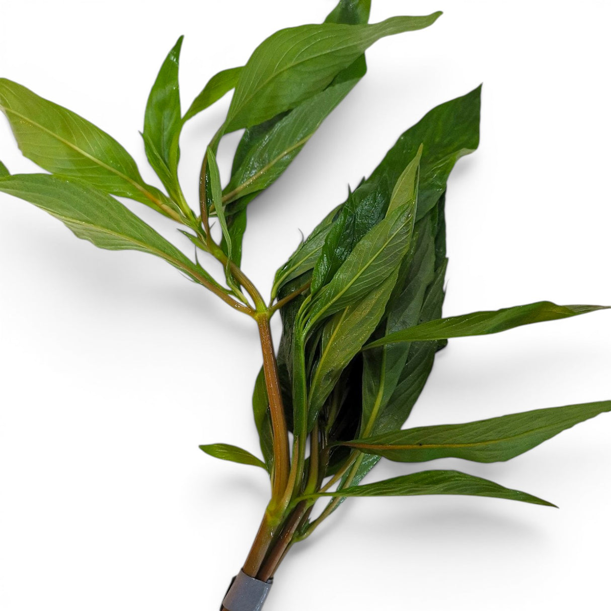 Hygrophila Corymbosa 'Siamensis' - The Aquascape Shop
