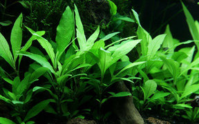 Hygrophila Corymbosa 'Siamensis' - The Aquascape Shop