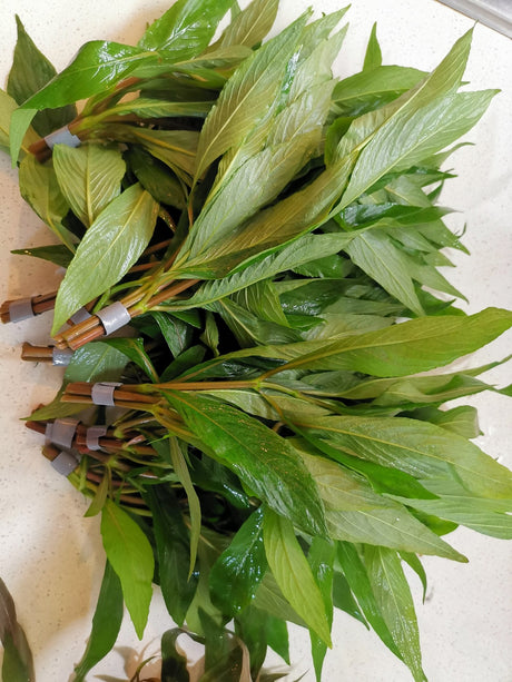 Hygrophila Corymbosa 'Siamensis' - The Aquascape Shop