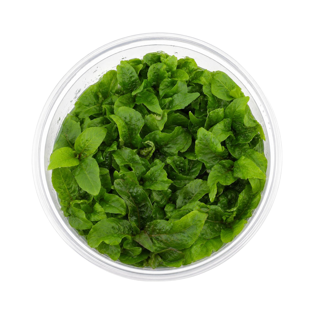 Hygrophila Corymbosa Tissue Culture (Aquascaping Essentials)