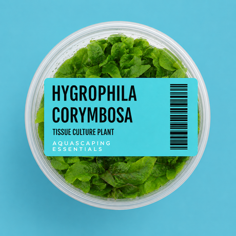 Aquascaping Essentials tissue culture cup of Hygrophila corymbosa (Temple Plant), an easy background plant