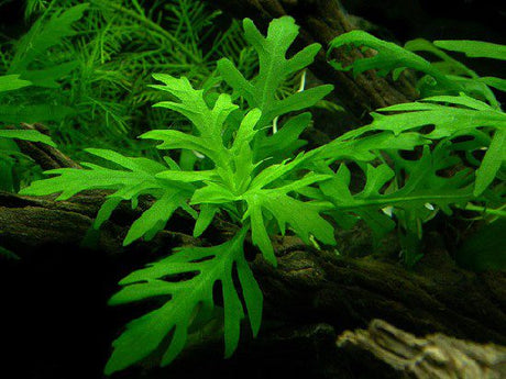 Hygrophila Difformis (Water Wisteria) - The Aquascape Shop