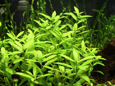 Hygrophila Polysperma - The Aquascape Shop