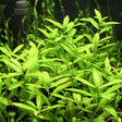 Hygrophila Polysperma - The Aquascape Shop