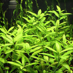 Hygrophila Polysperma - The Aquascape Shop