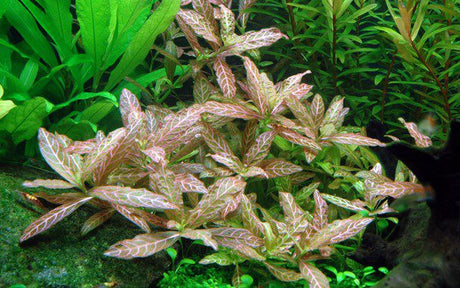 Hygrophila Polysperma 'Rosanervig' (Sunset) - The Aquascape Shop