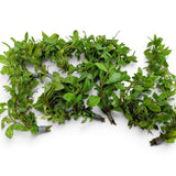 The Aquascape Shop Hygrophila Polysperma 'Rosanervig' aquarium plant with green marbled leaves and pink veins.